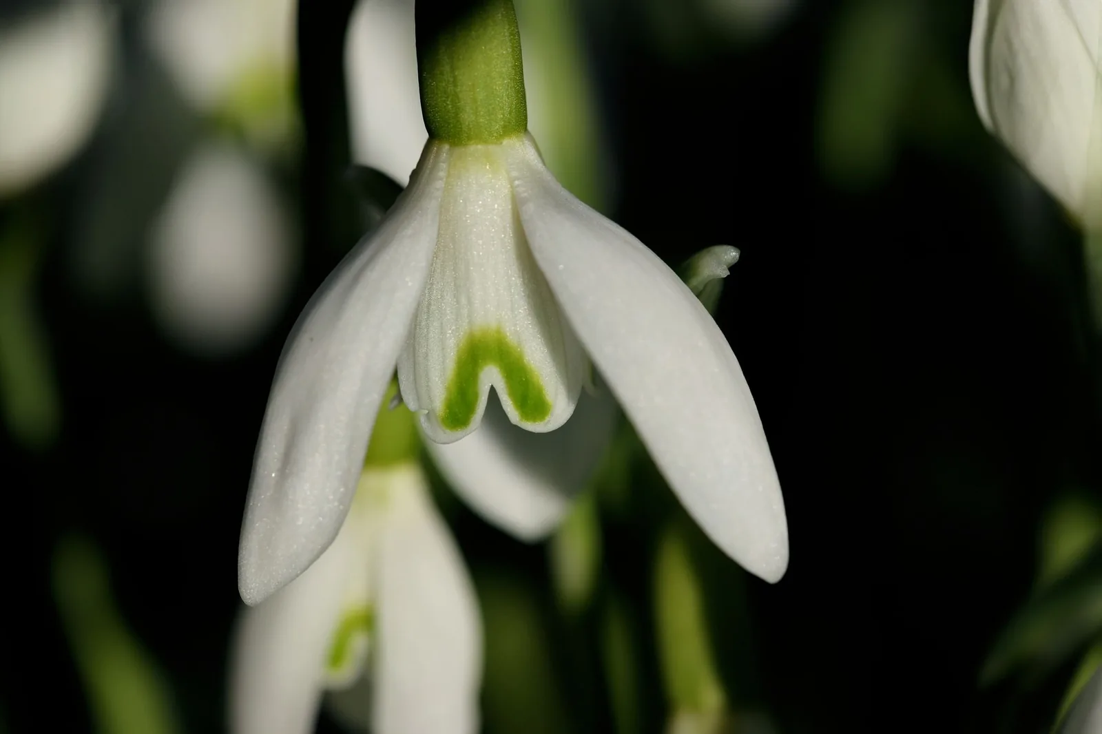 Cadouri de 8 Martie care nu sunt flori